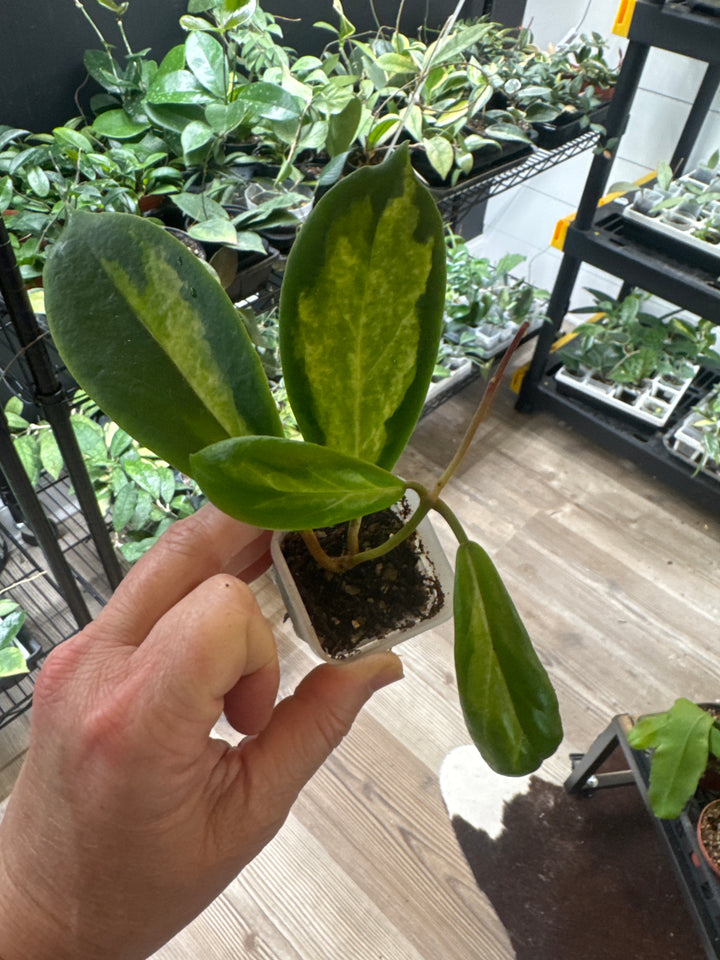Hoya Incrassata Moonshadow