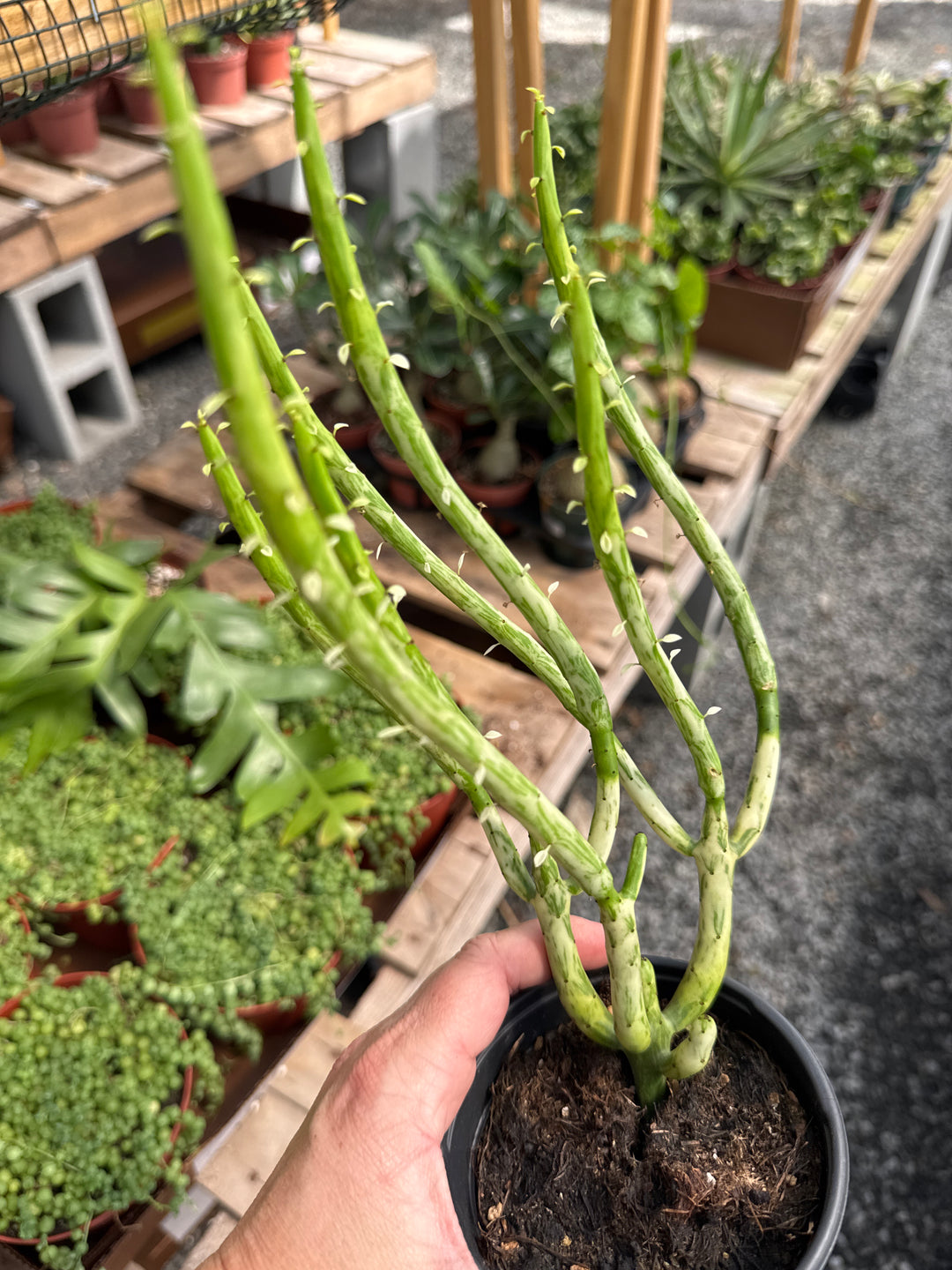 4" Sticks on Fire Variegated