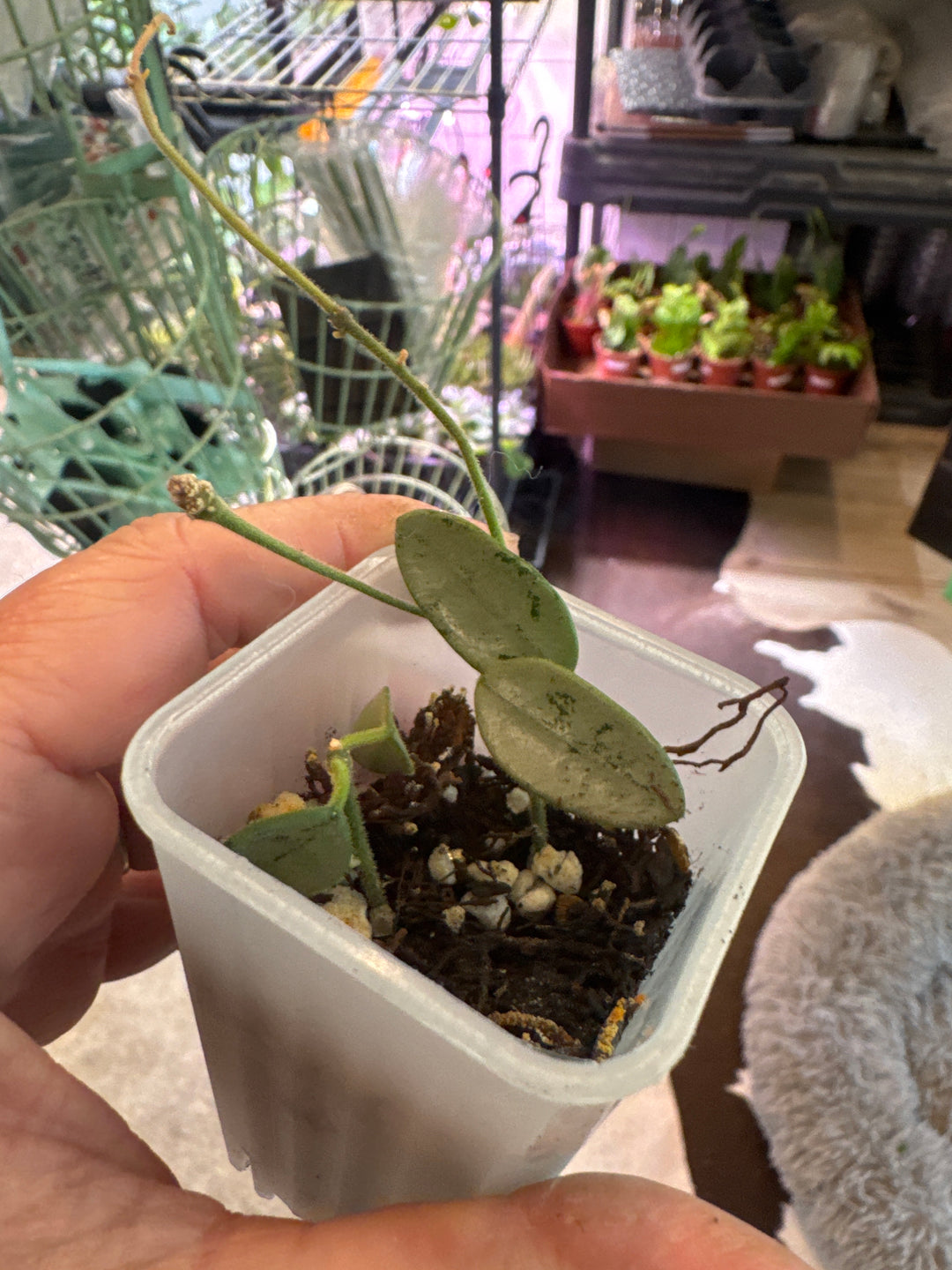 Hoya Lima Silver