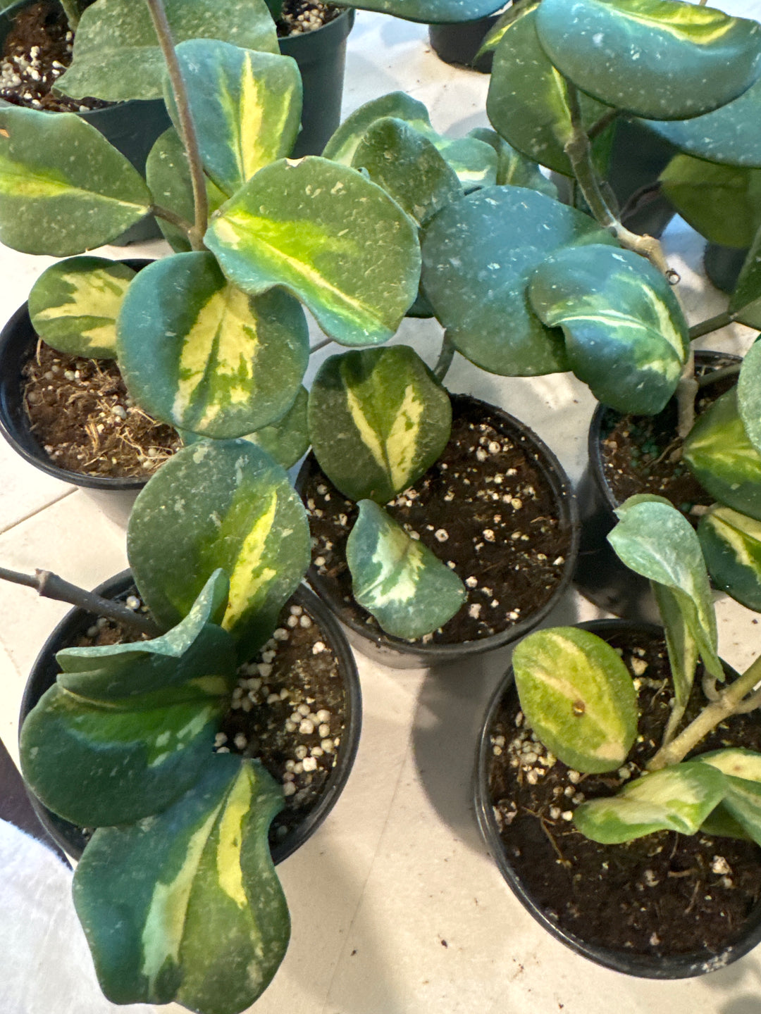 Hoya Obovata Splash Inner Variegated
