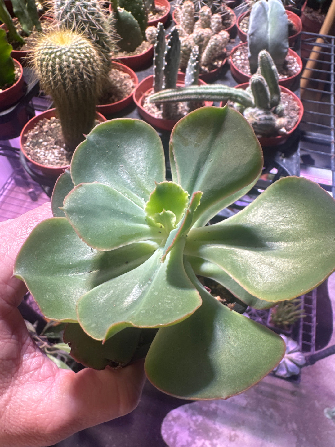 Succulent