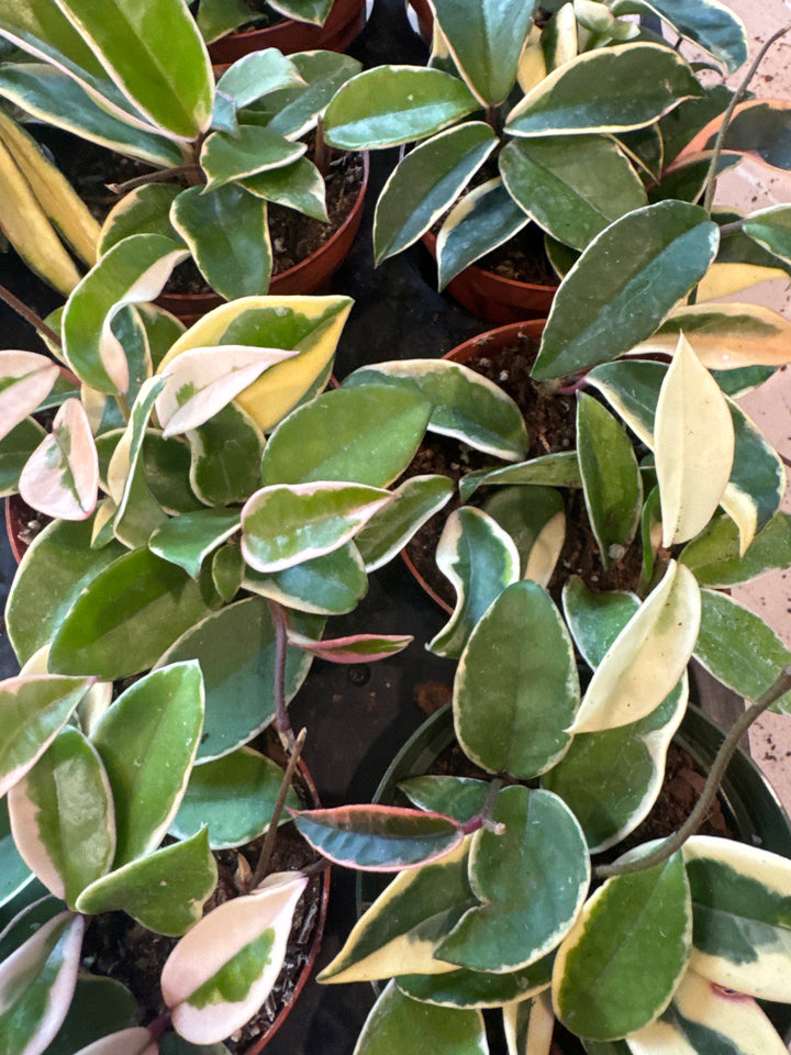 Hoya Tricolor 'Krimson Queen'