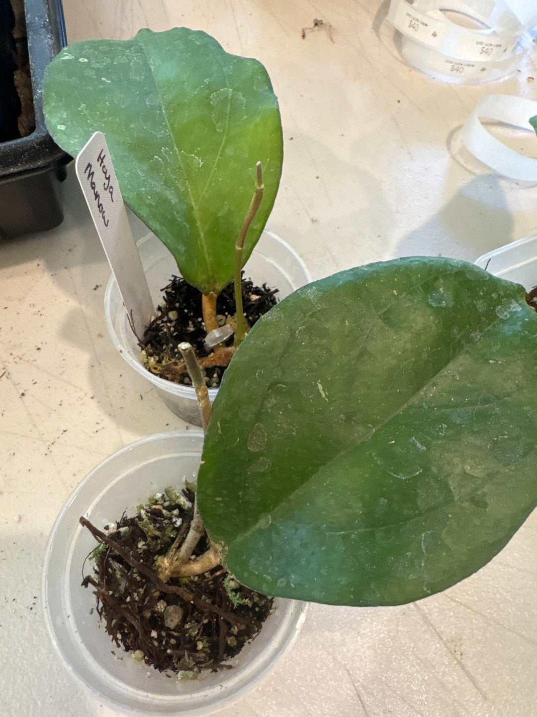 Hoya Manow