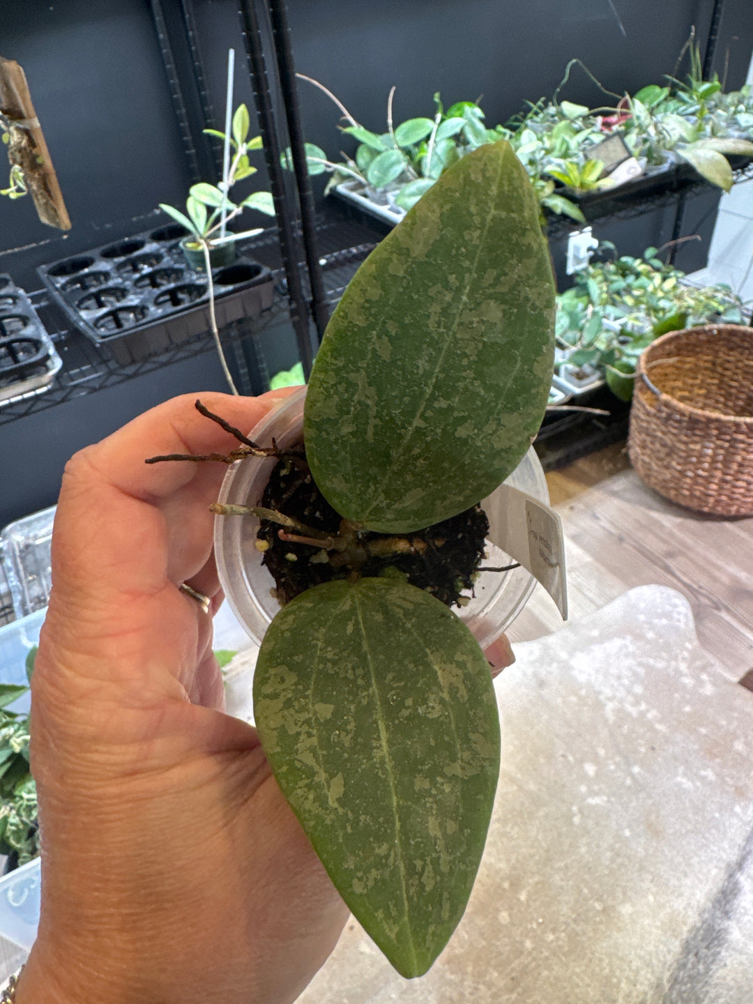 Hoya Verticillata FKA Wibergiae “Neon Pink”