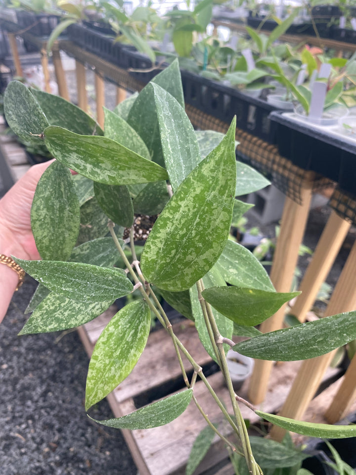 4" Hoya 'Rangsan Splash'