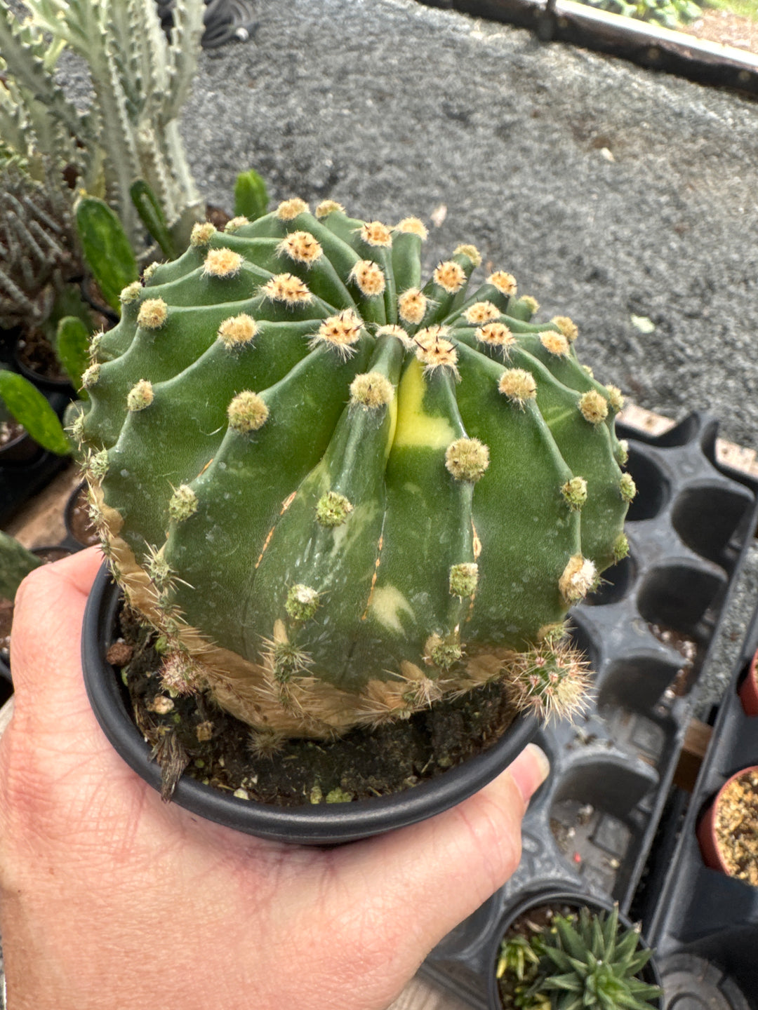 Variegated Domino Cactus