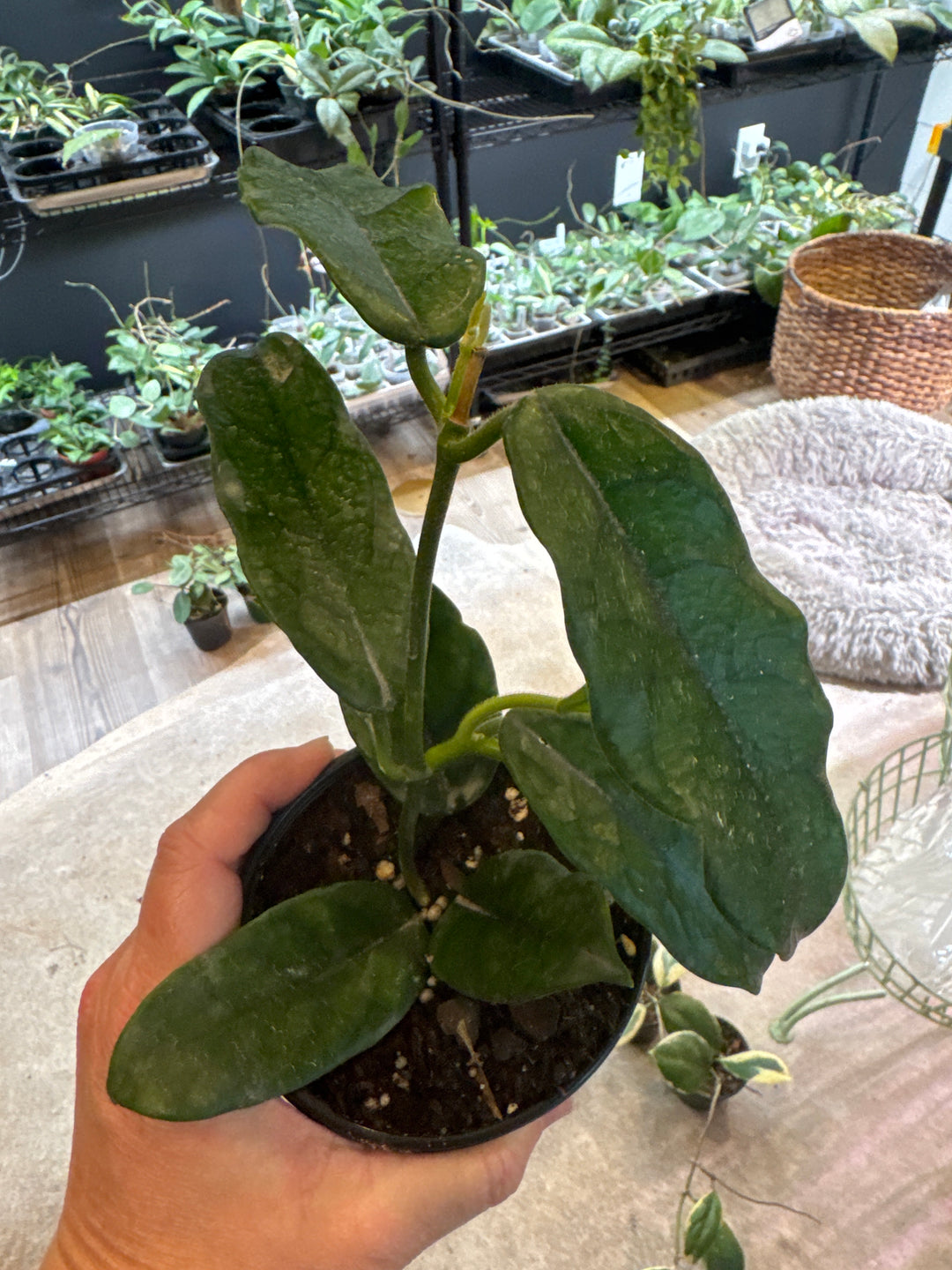 Hoya Villosa
