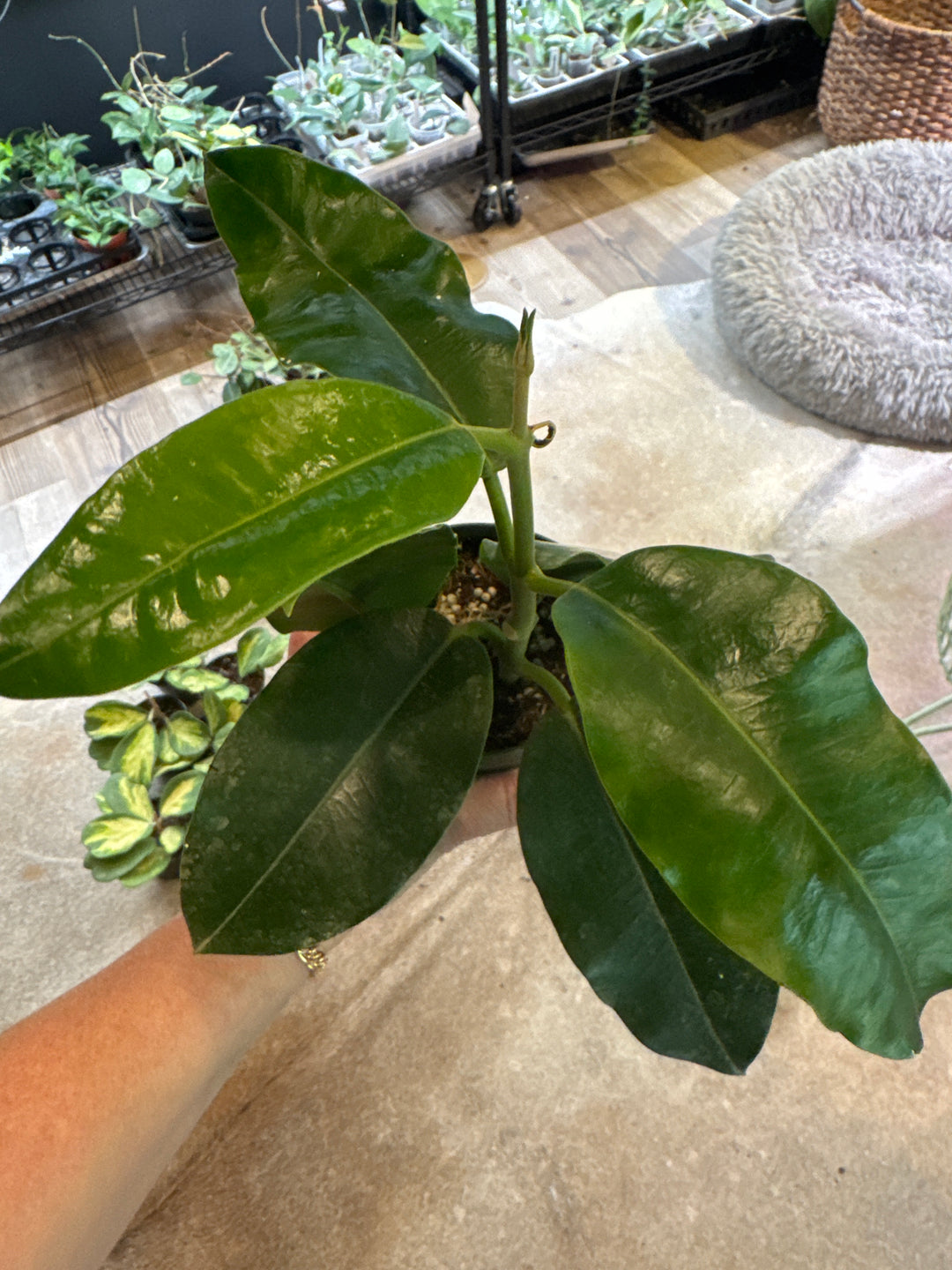 Hoya Imperialis White Alba