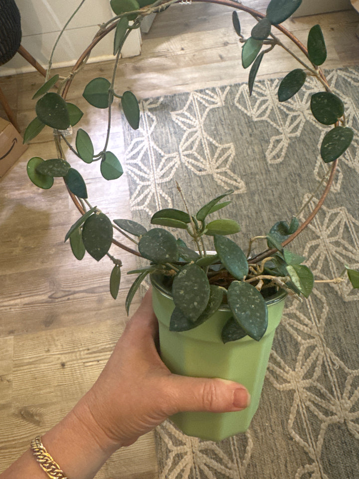 Self Watering Pots 4" Green