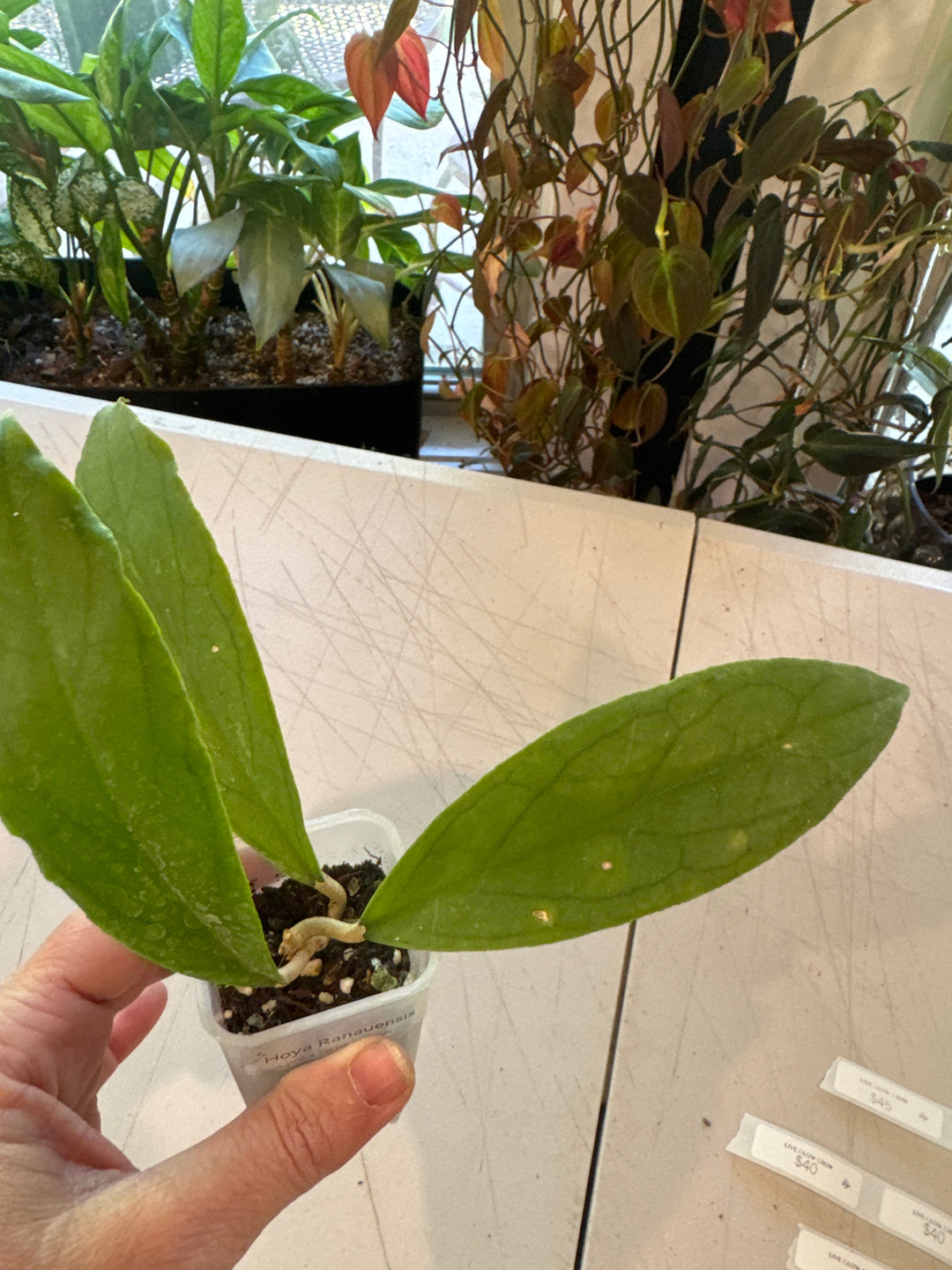 Hoya Ranauensis