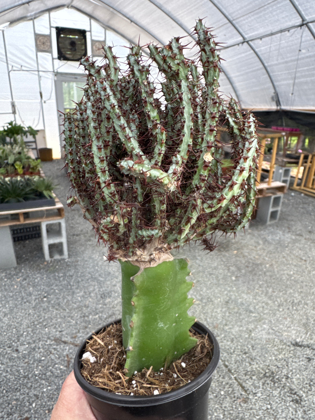 4" Blue Pencil Cactus Grafted