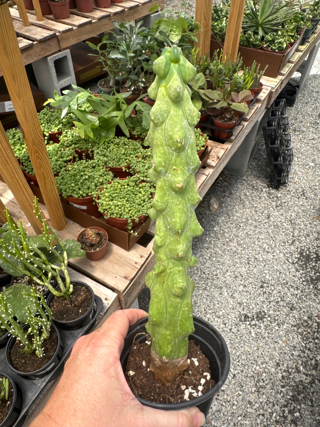 Boobie Cactus