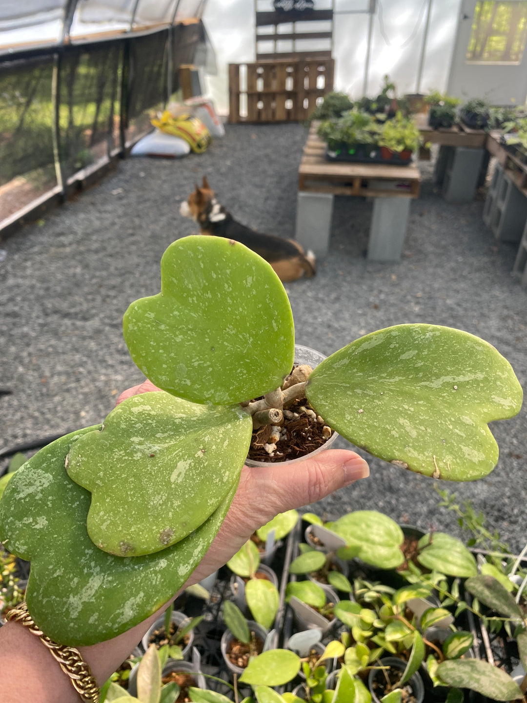 Hoya Kerrii Splash