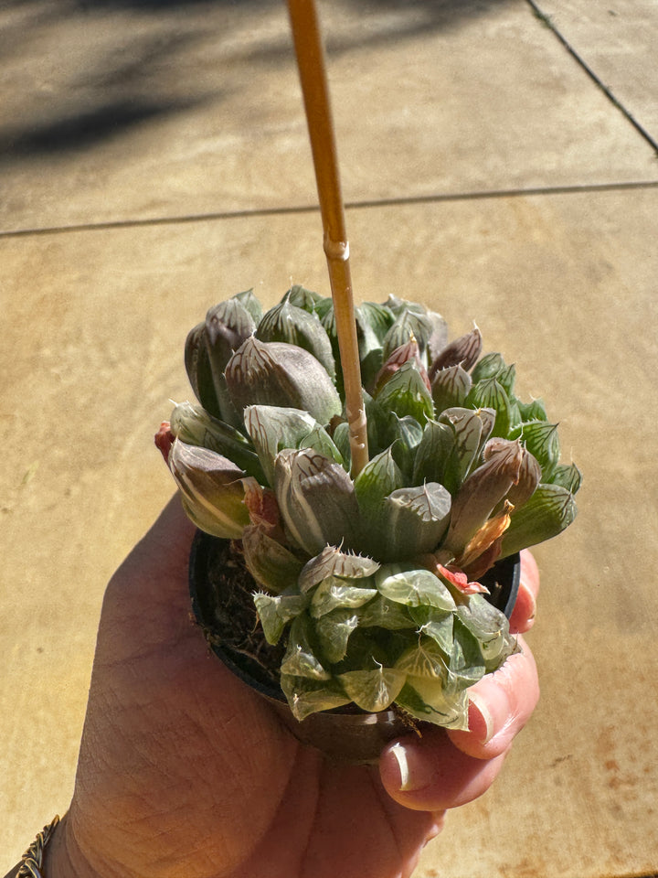 Haworthia Cooperi