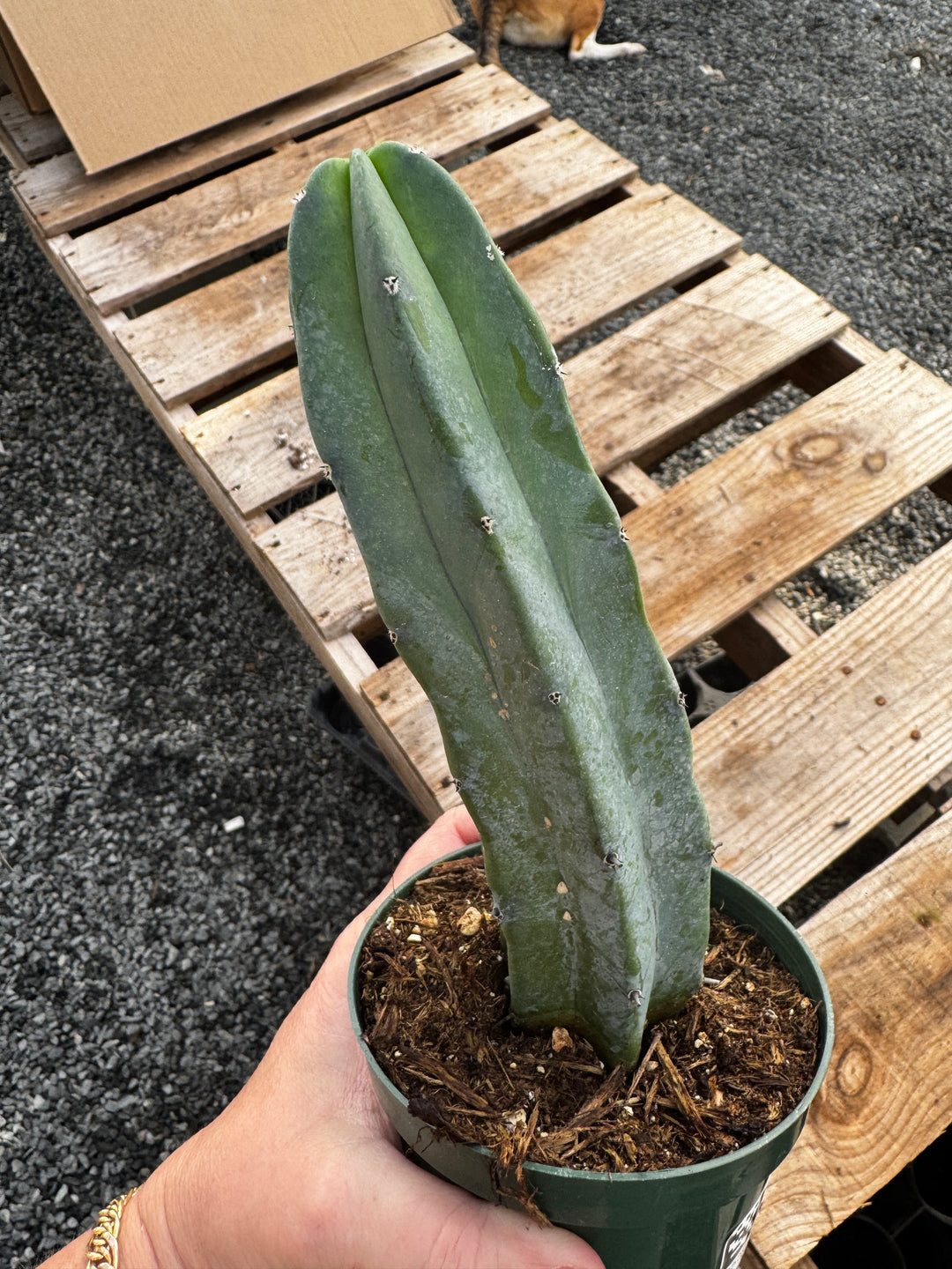 Blue Candle Cactus