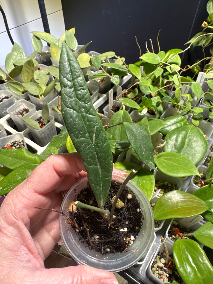 Hoya Sulawesiana