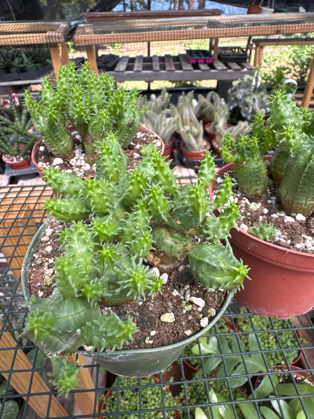 Corncob Cactus