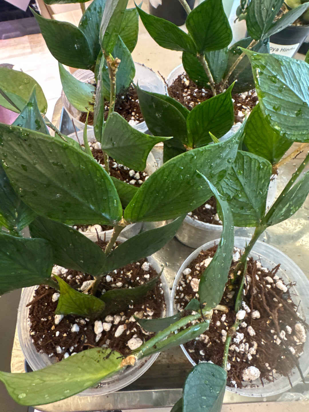 Hoya Polyneura