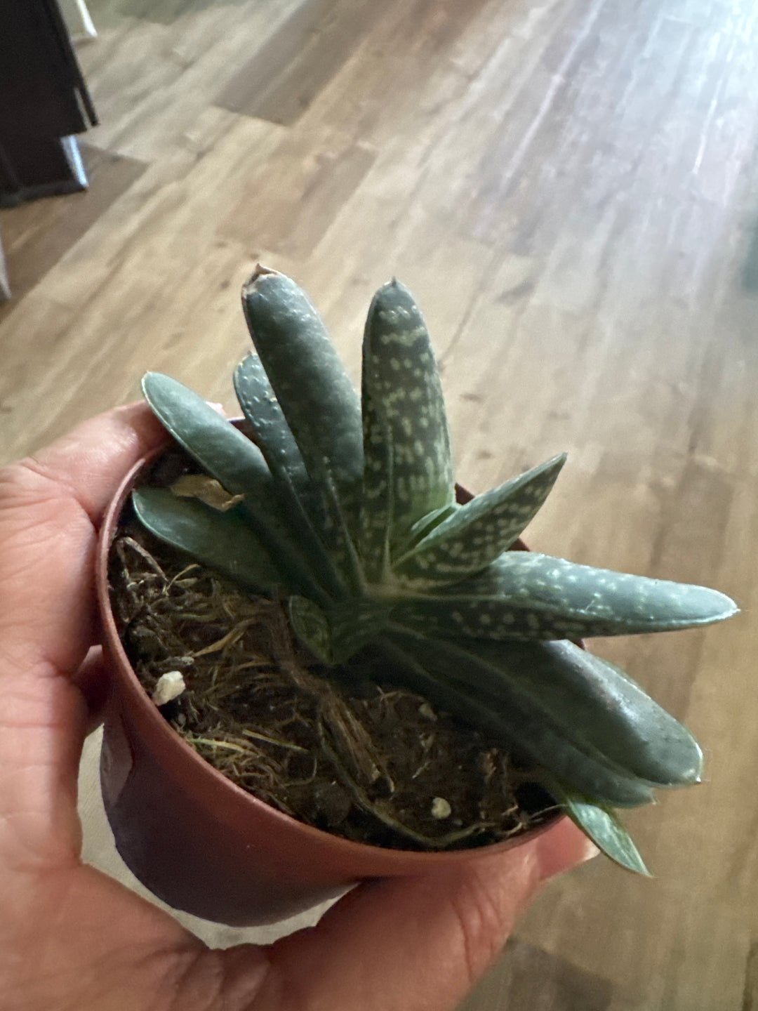 3'' Gasteria Gracilis