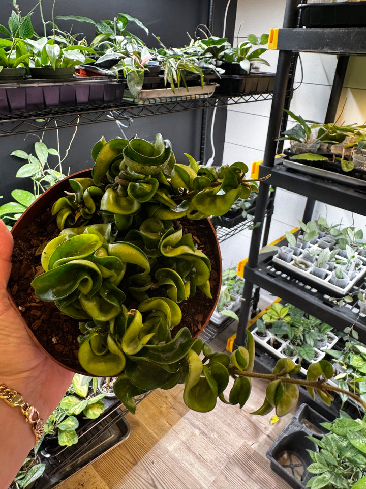 Hoya Compacta Rope