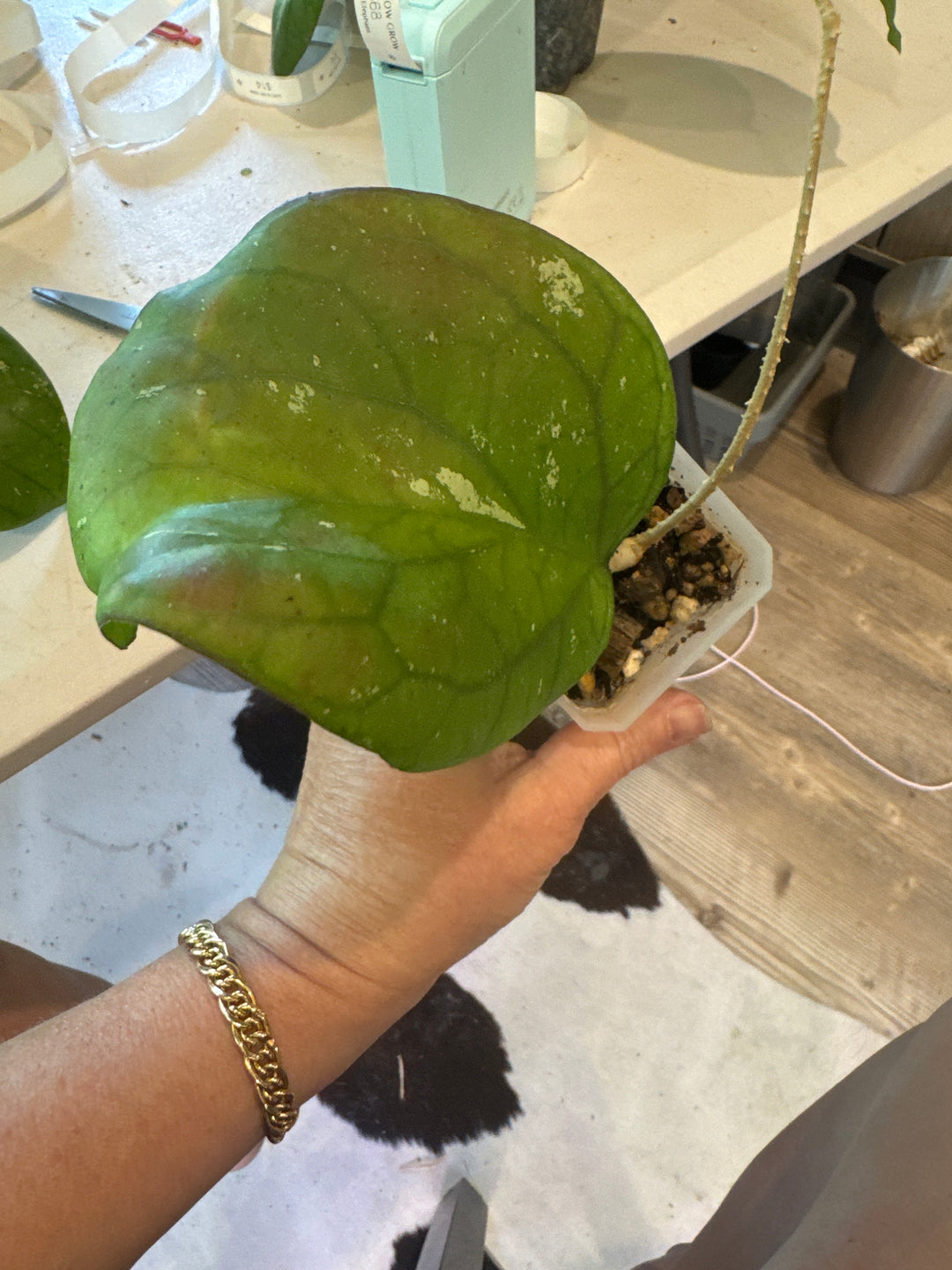Hoya Elephant