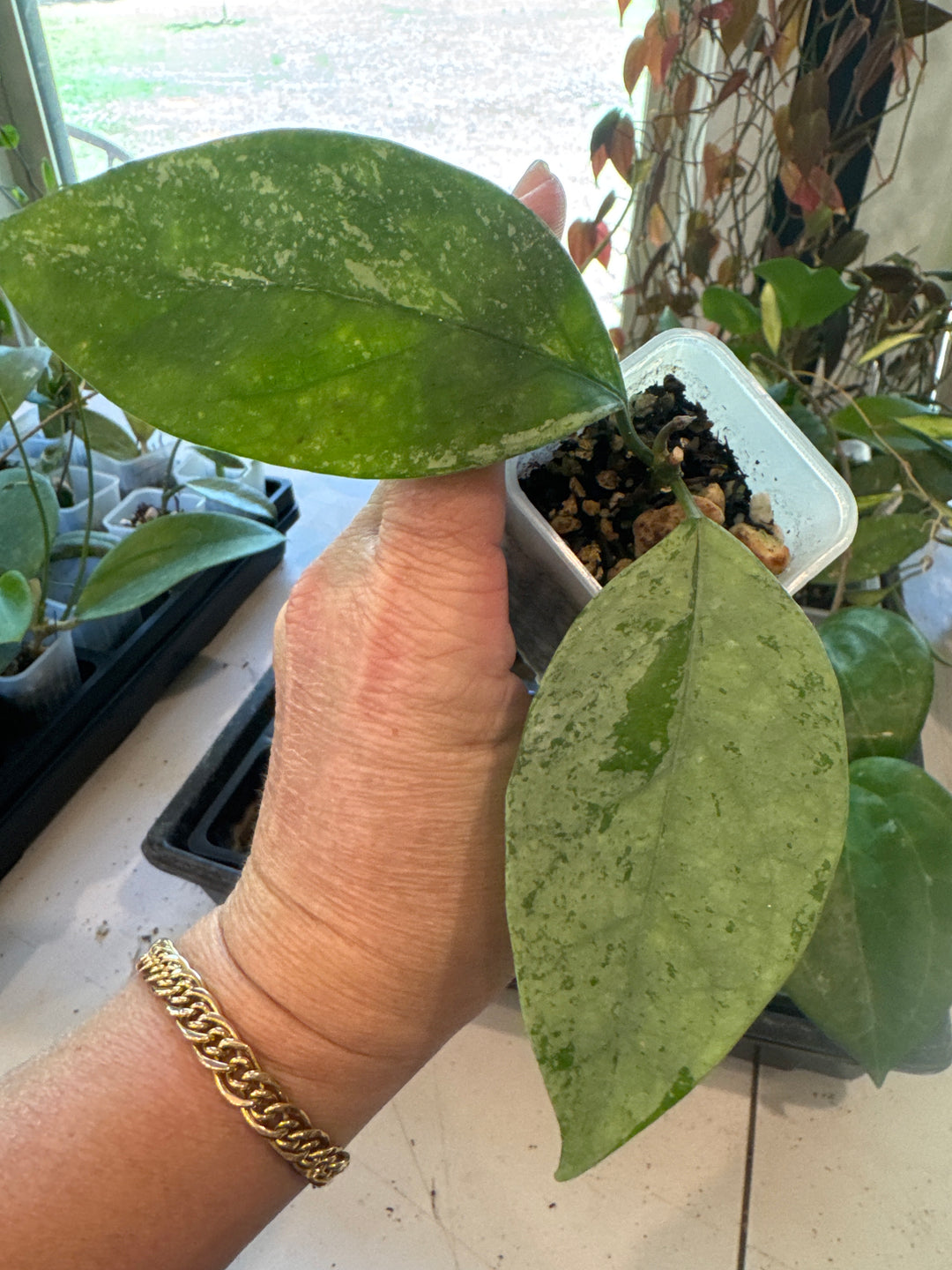 Hoya Coriacea Silver