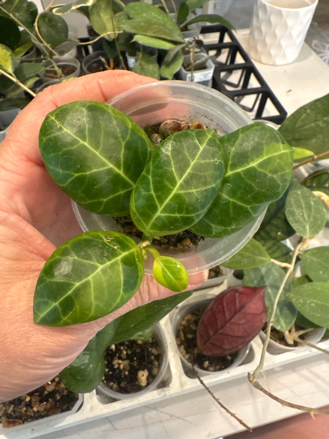 Hoya Obscura Albo