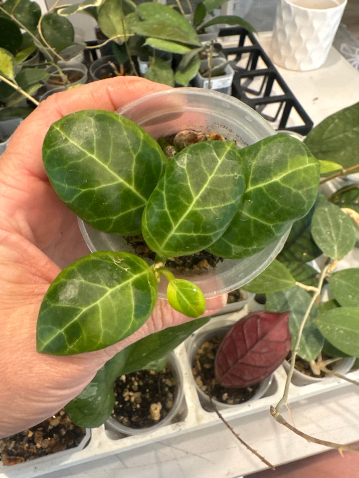 Hoya Obscura Albo