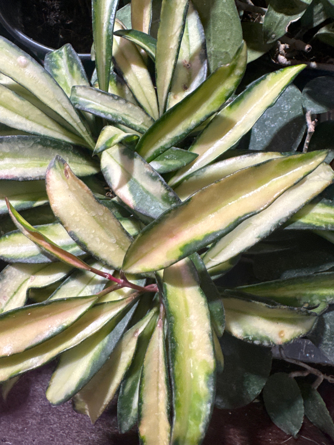 Hoya Wayettii Tricolor