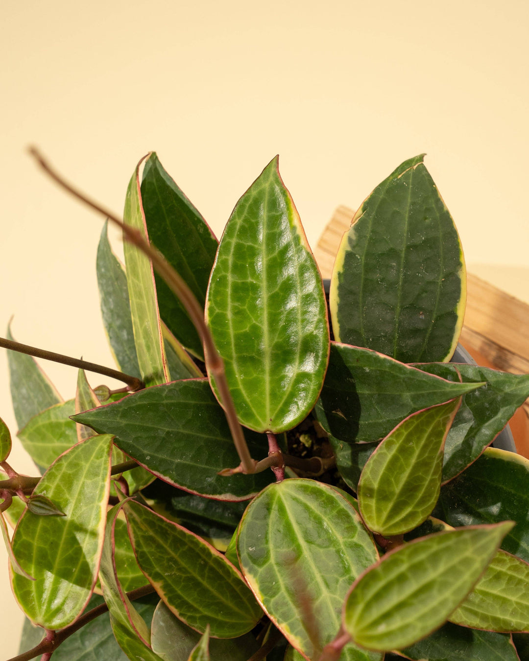 6" Variegated Hoya 'Macrophylla' (Hanging Basket)