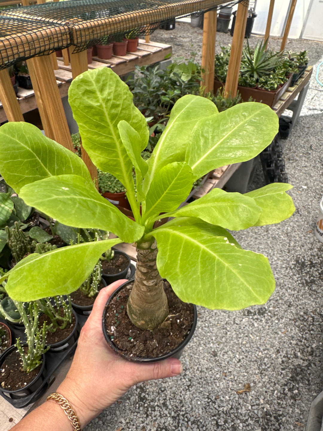 Hawaiian Palm (Brighamia insignis)