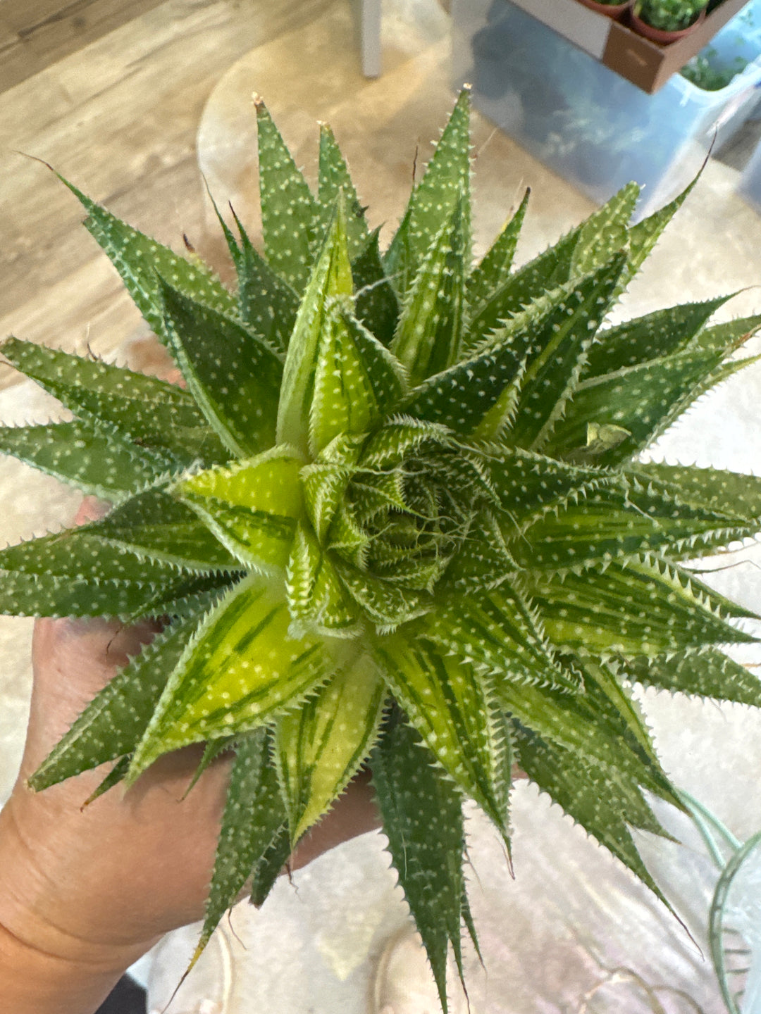 Variegated Aristata Aloe