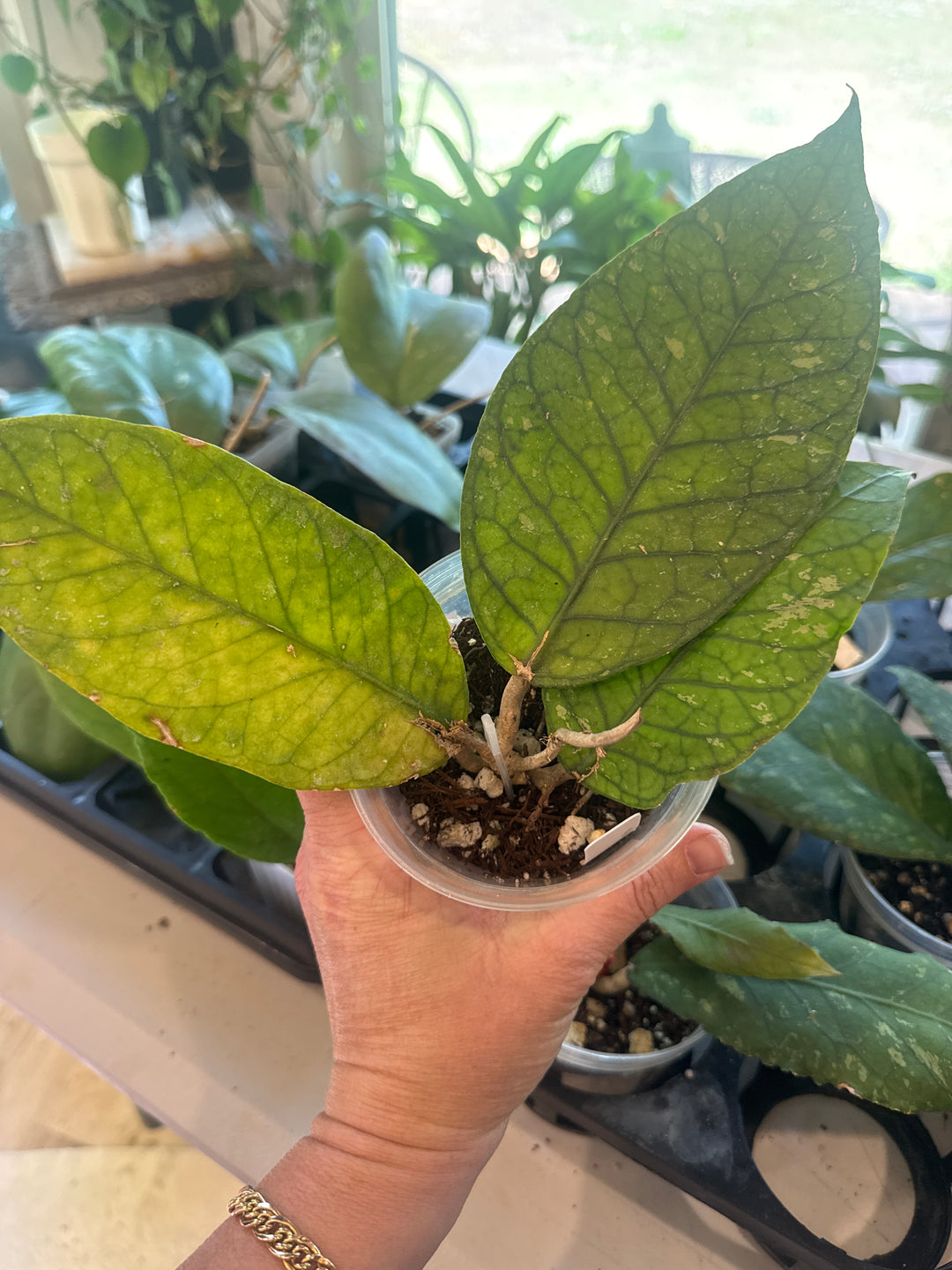 Hoya Aceh Rhino