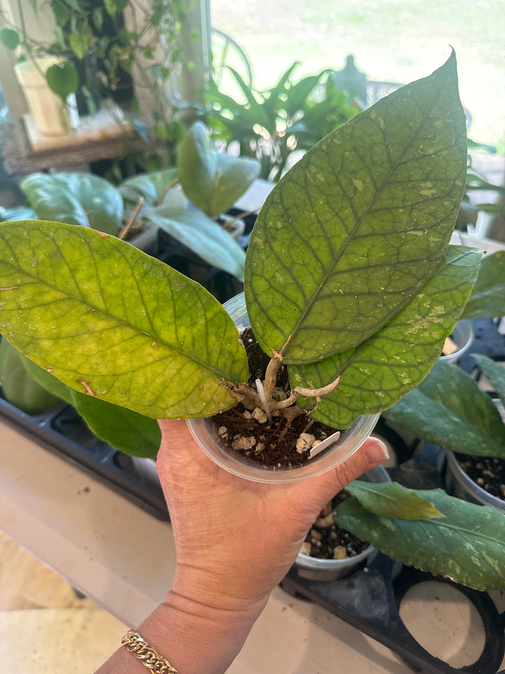 Hoya Aceh Rhino
