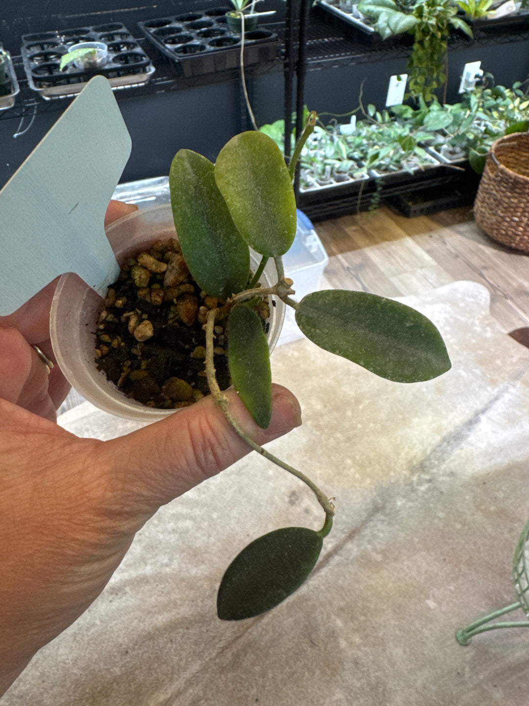 Hoya Thomsonii Pink
