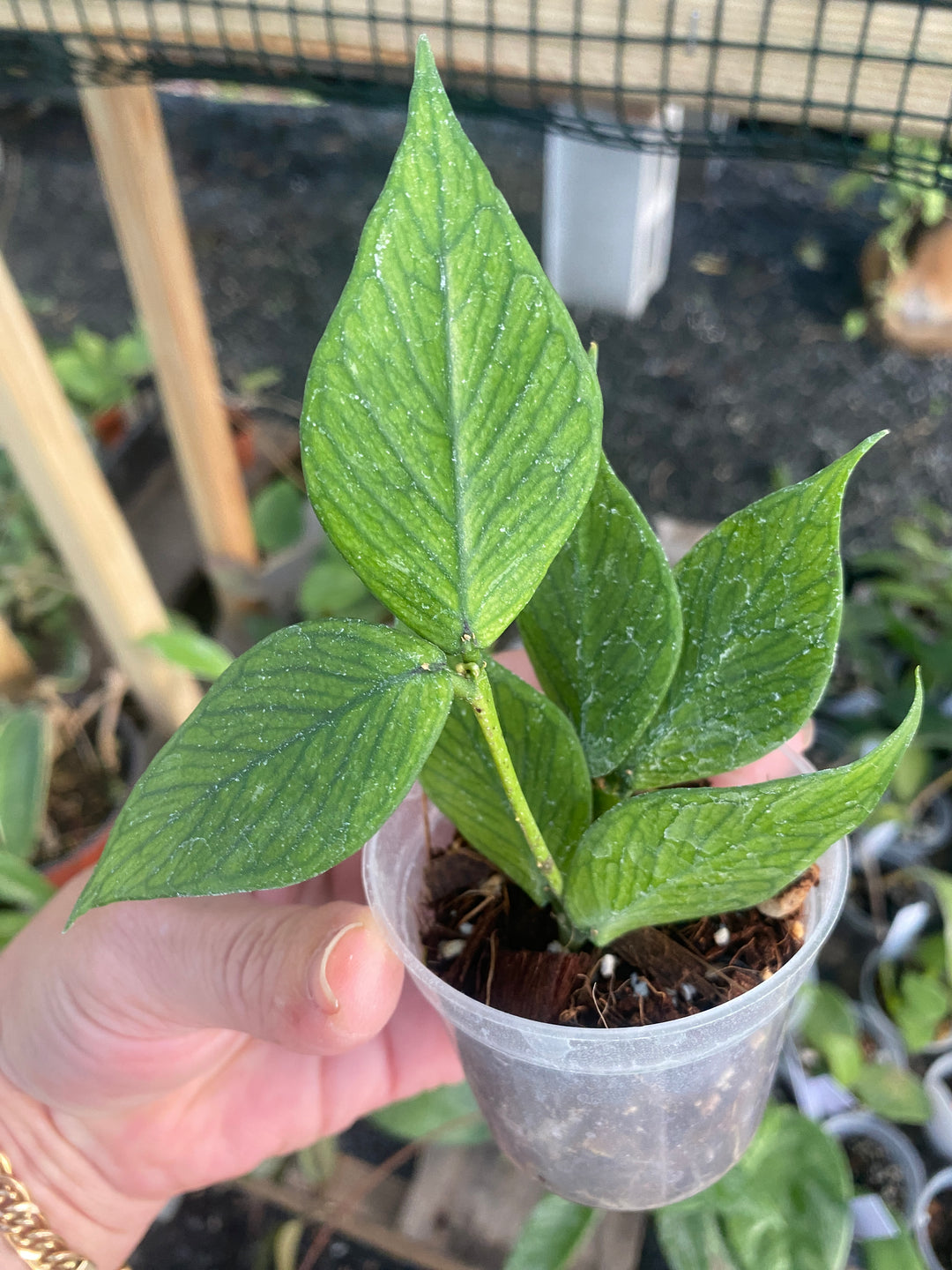 Hoya Polyneura