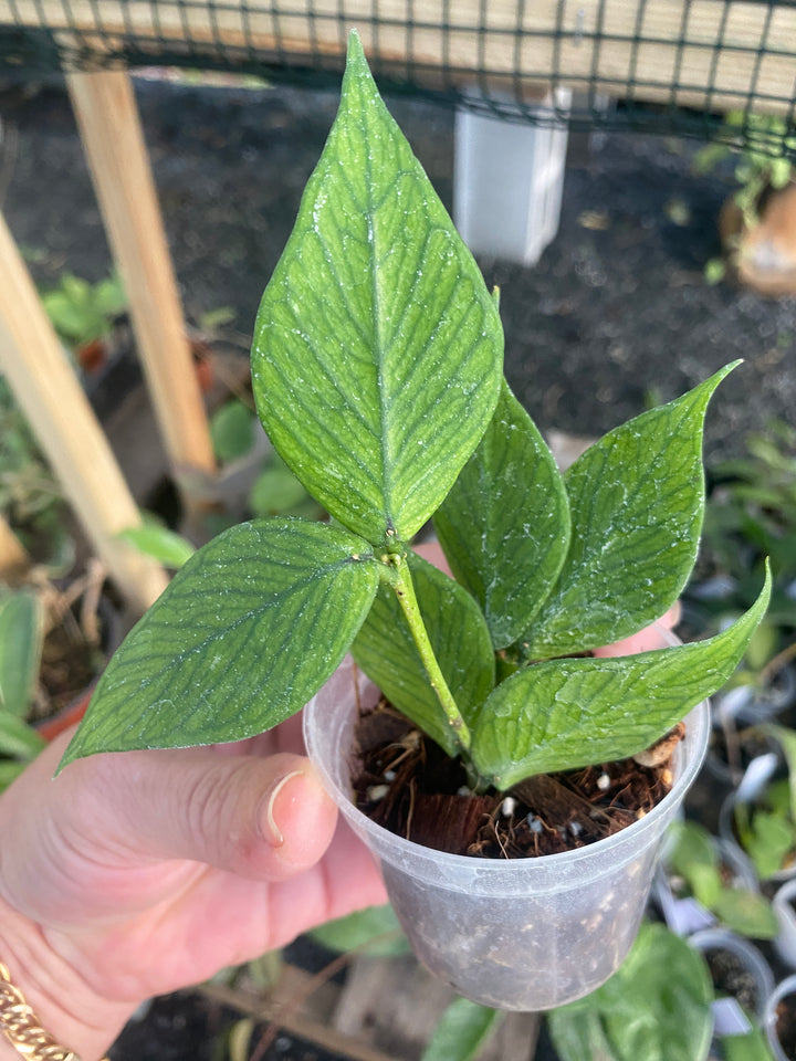 Hoya Polyneura