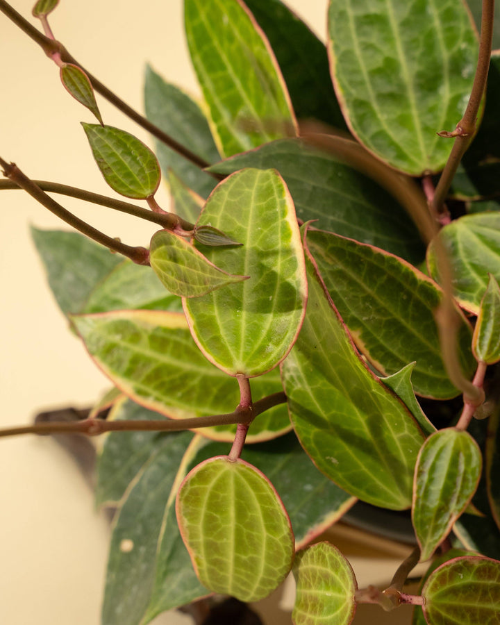 6" Variegated Hoya 'Macrophylla' (Hanging Basket)