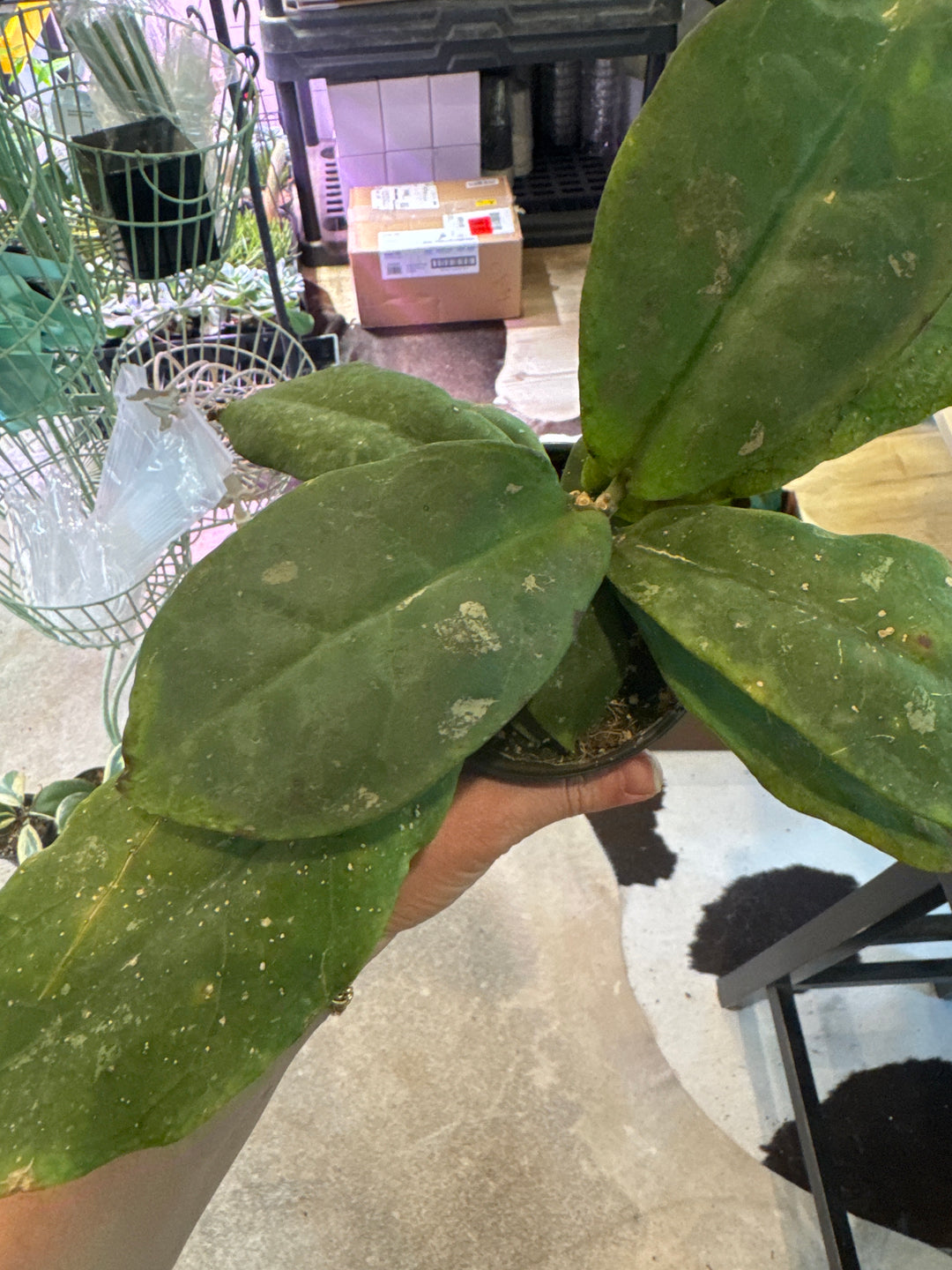 Hoya Undulata Seedling