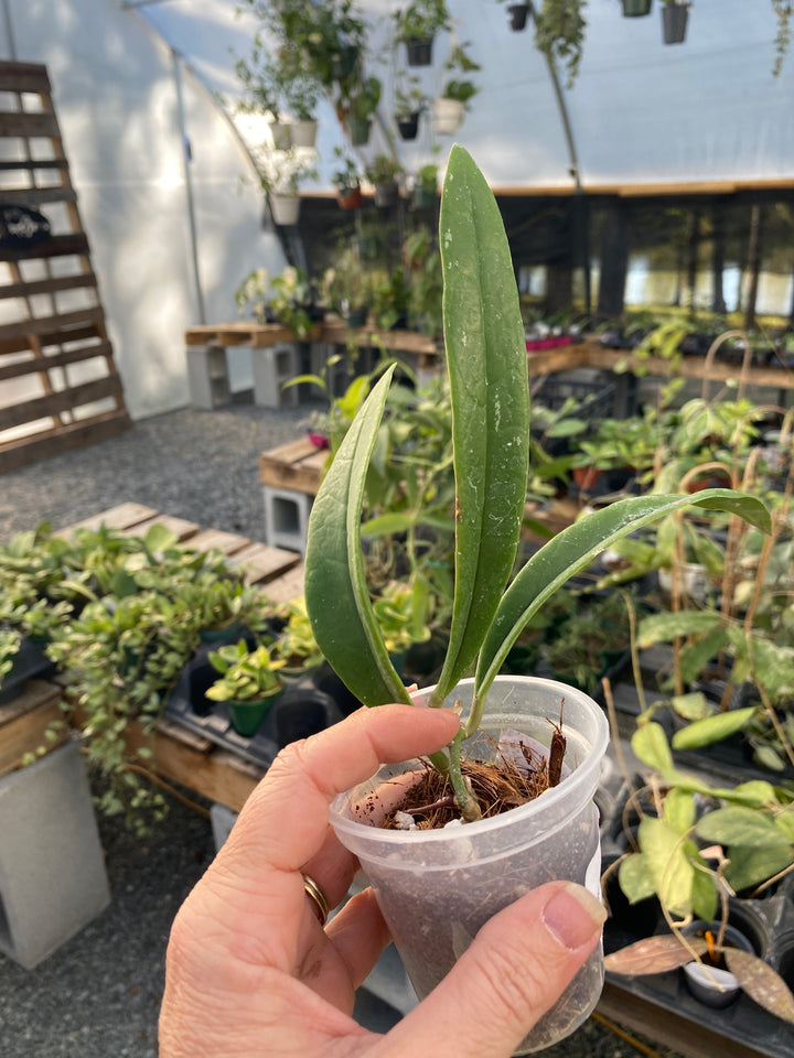 Hoya Sulawesiana