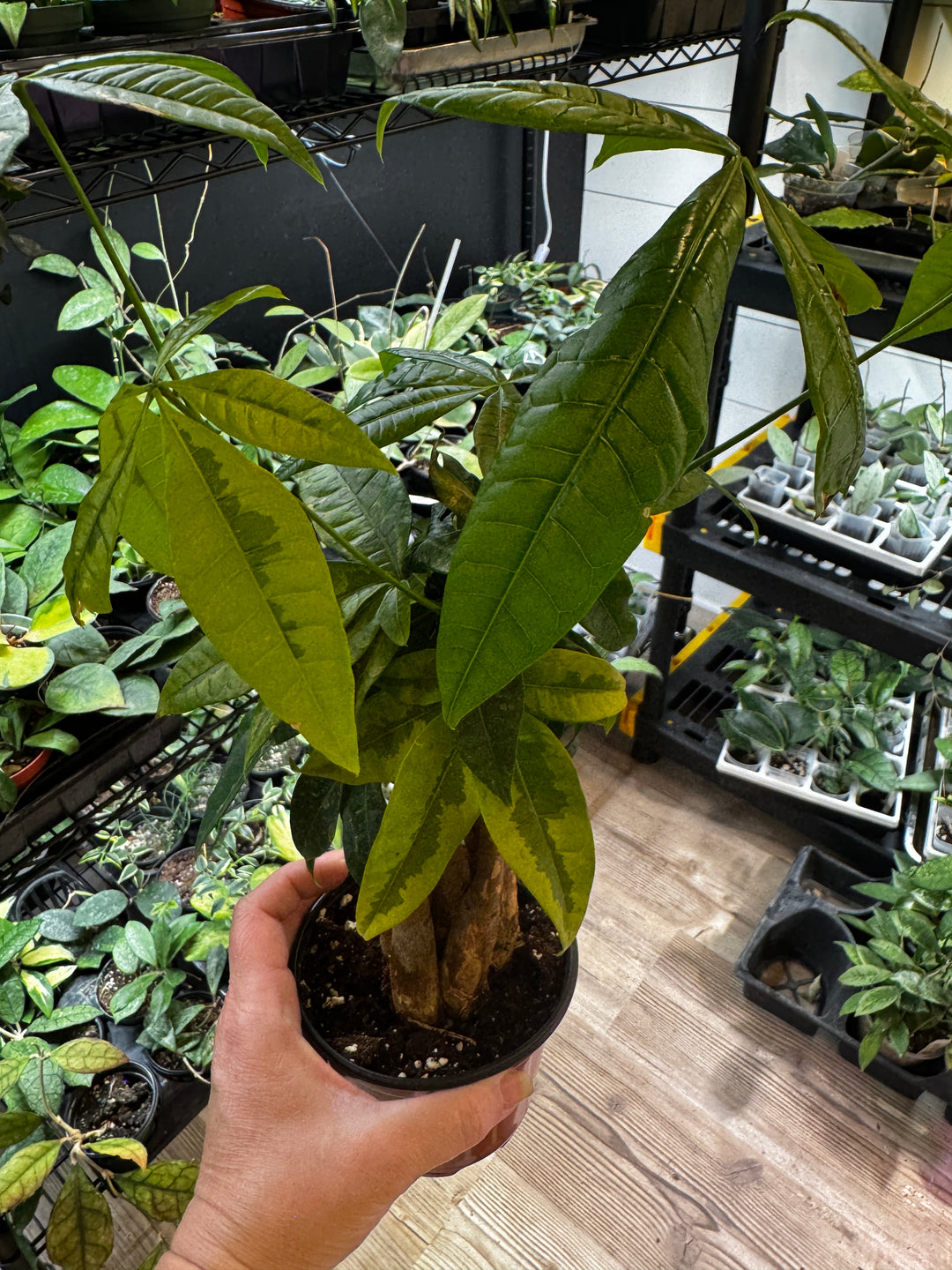 Variegated Money Tree Albo Sport