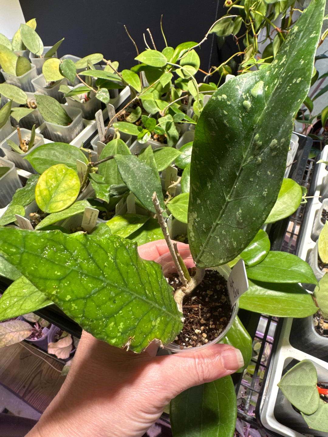 Hoya Aceh Rhino