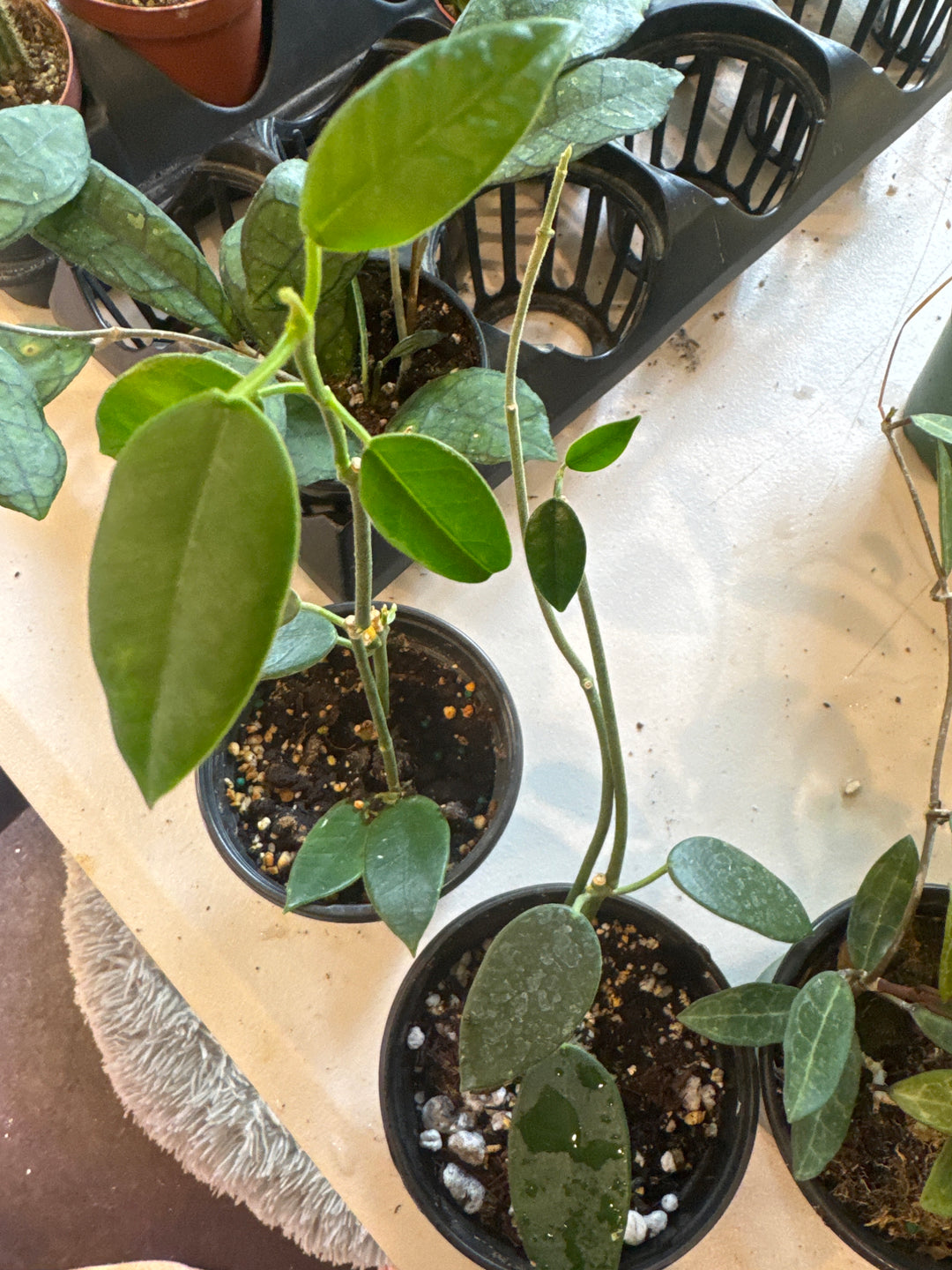 Hoya Lauterbachii