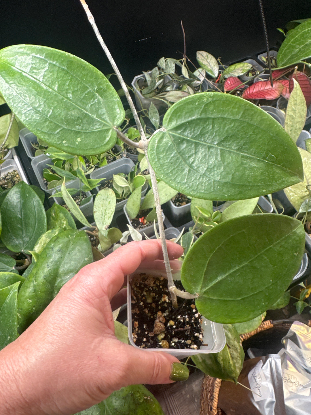 Rigida Hoya