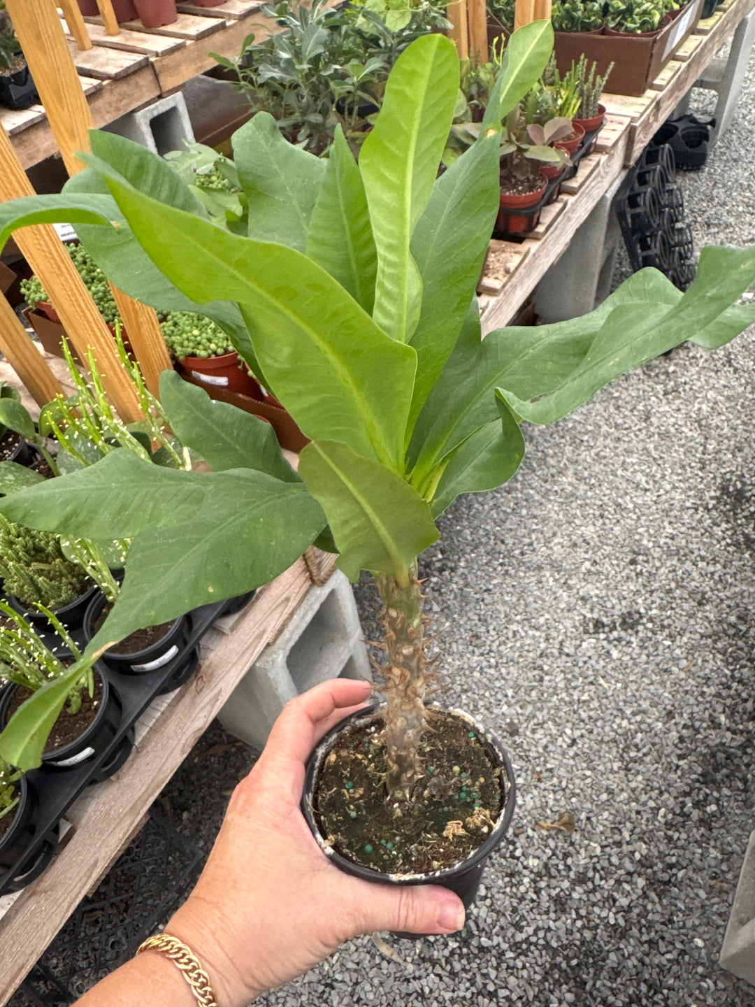 Euphorbia Milli (Crown of Thorns)