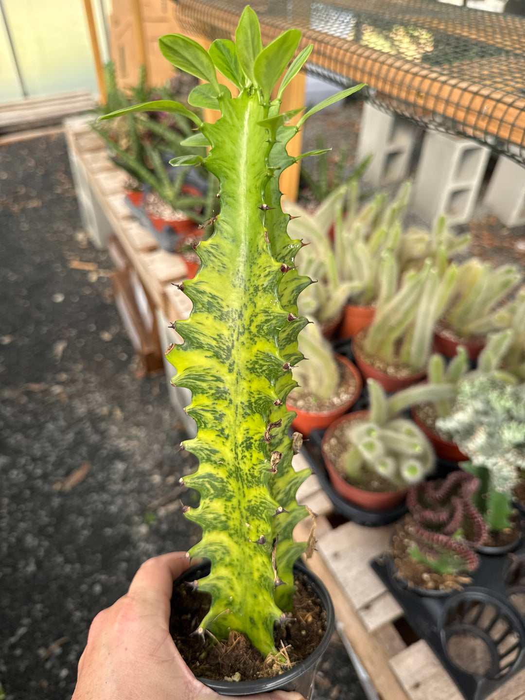 Euphorbia Ammak Candelabra