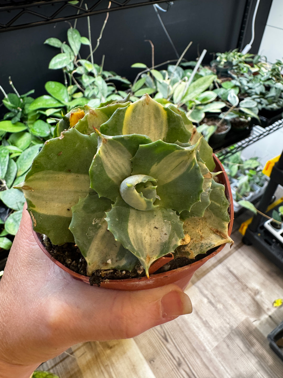 Variegated Butterfly Agave