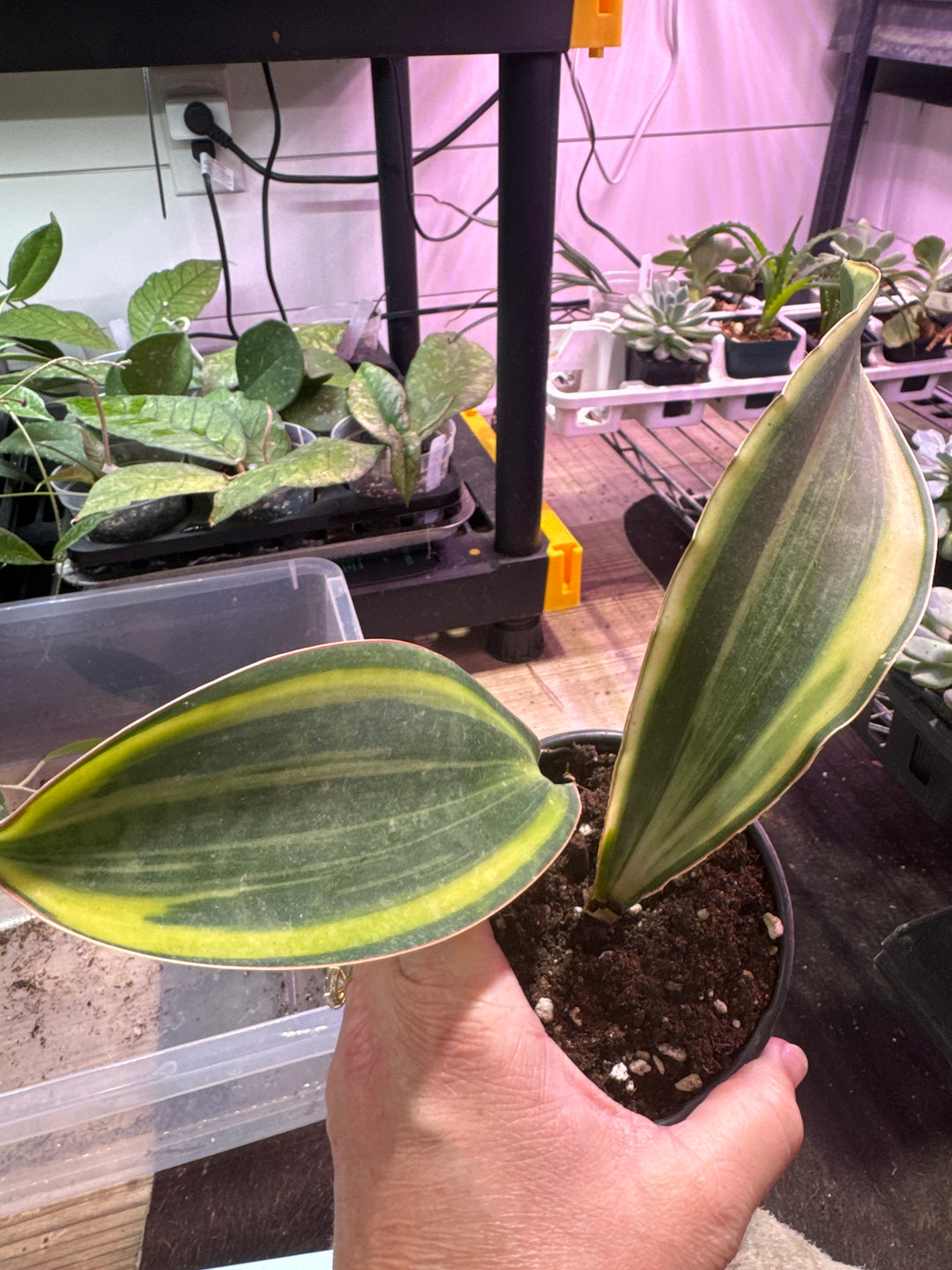 Variegated Whale Fin Sanseveria