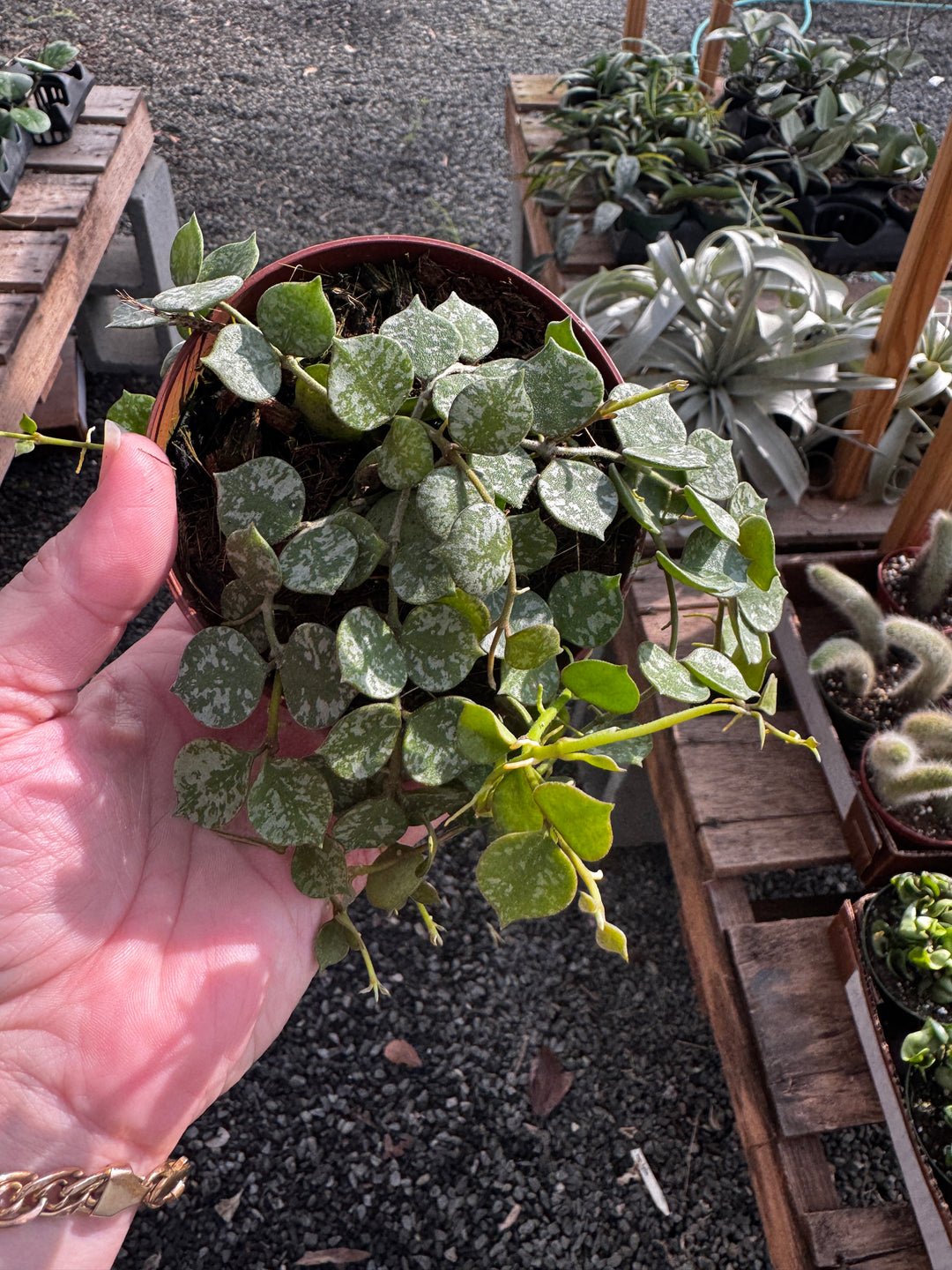 Hoya Curtissii