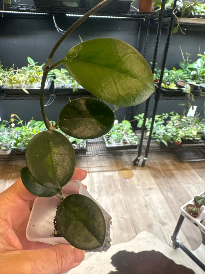 Hoya Australis Lisa
